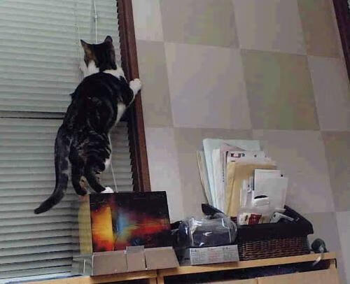 AC米兰-中国青少年篮球推广与校园篮球融合策略，青少年篮球特色学校