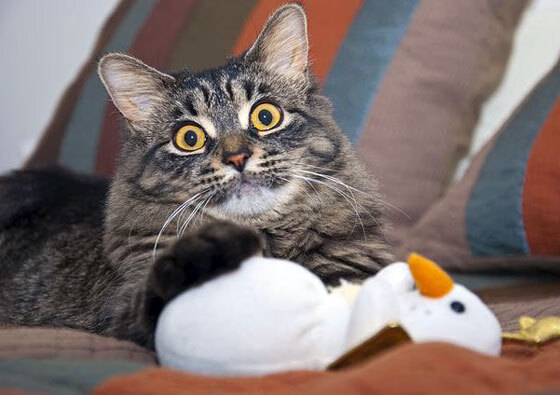 中国女篮坚持身体对抗训练提升硬度,中国女篮训练内容