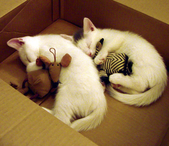 全国青少年武术段位考评全面铺开，2021全国青少年武术锦标赛