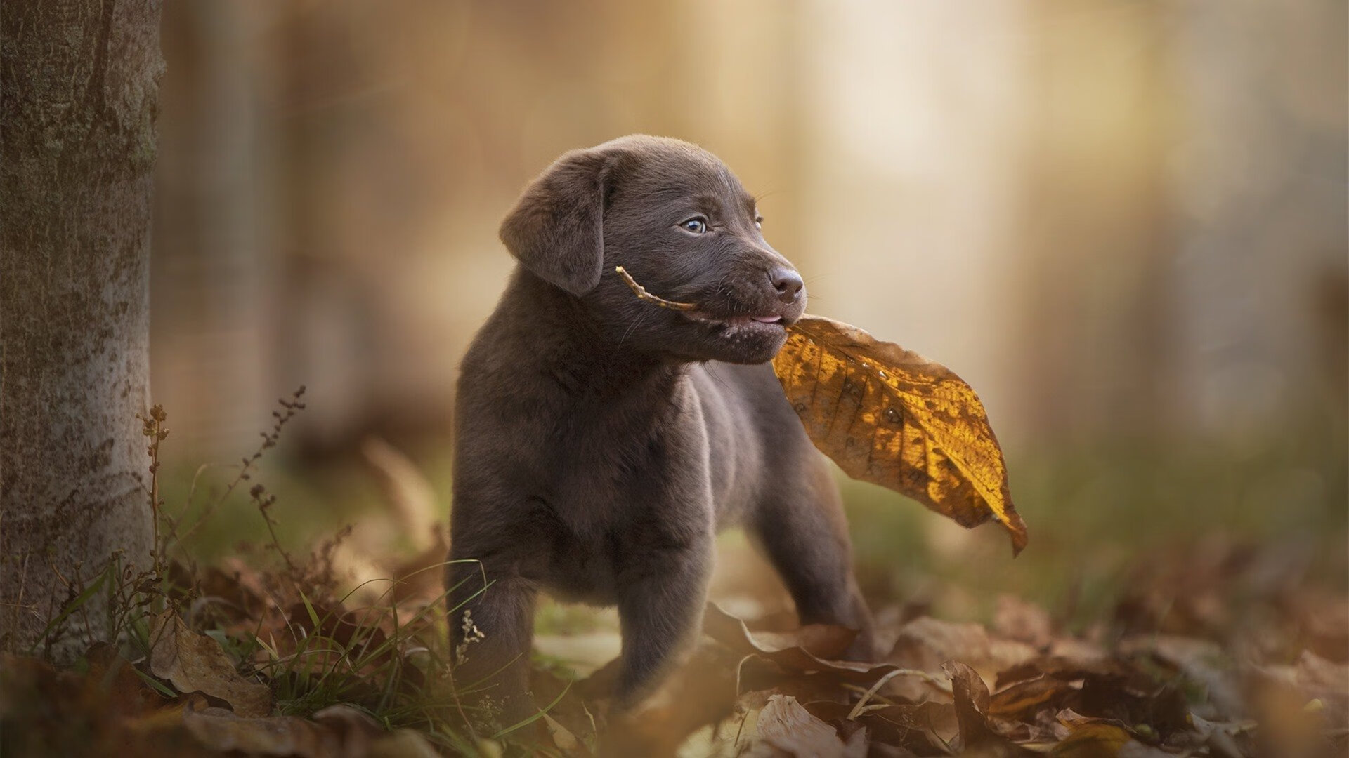 女子自由泳100米美队三人进决赛，女子自由泳100米美队三人进决赛视频