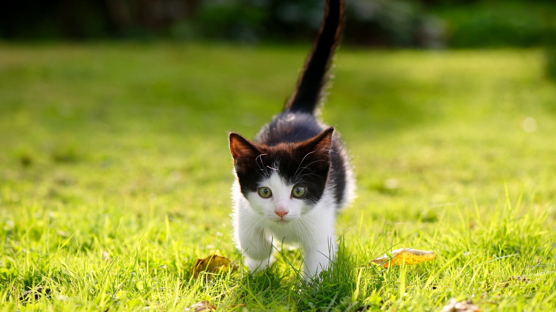 米兰体育APP-广东队继续推进战术多样化提升临场应变能力，广东队战术讲解