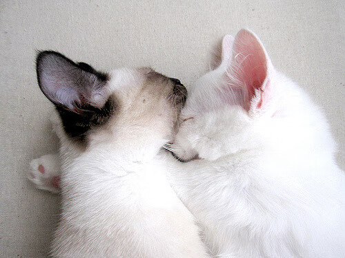 MILANSPORT入口-瑞典队战术解析：从侧面攻击到强力回球，瑞典足球战术