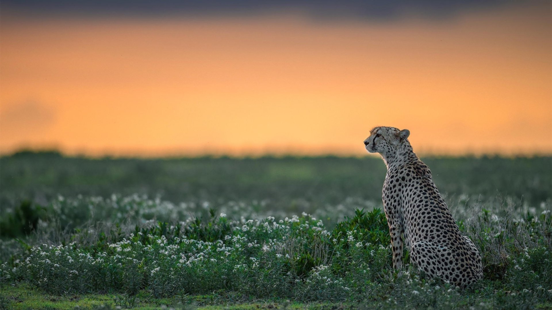 米兰体育官网-蛙泳转身效率决定半程排名，蛙泳转身技术图解