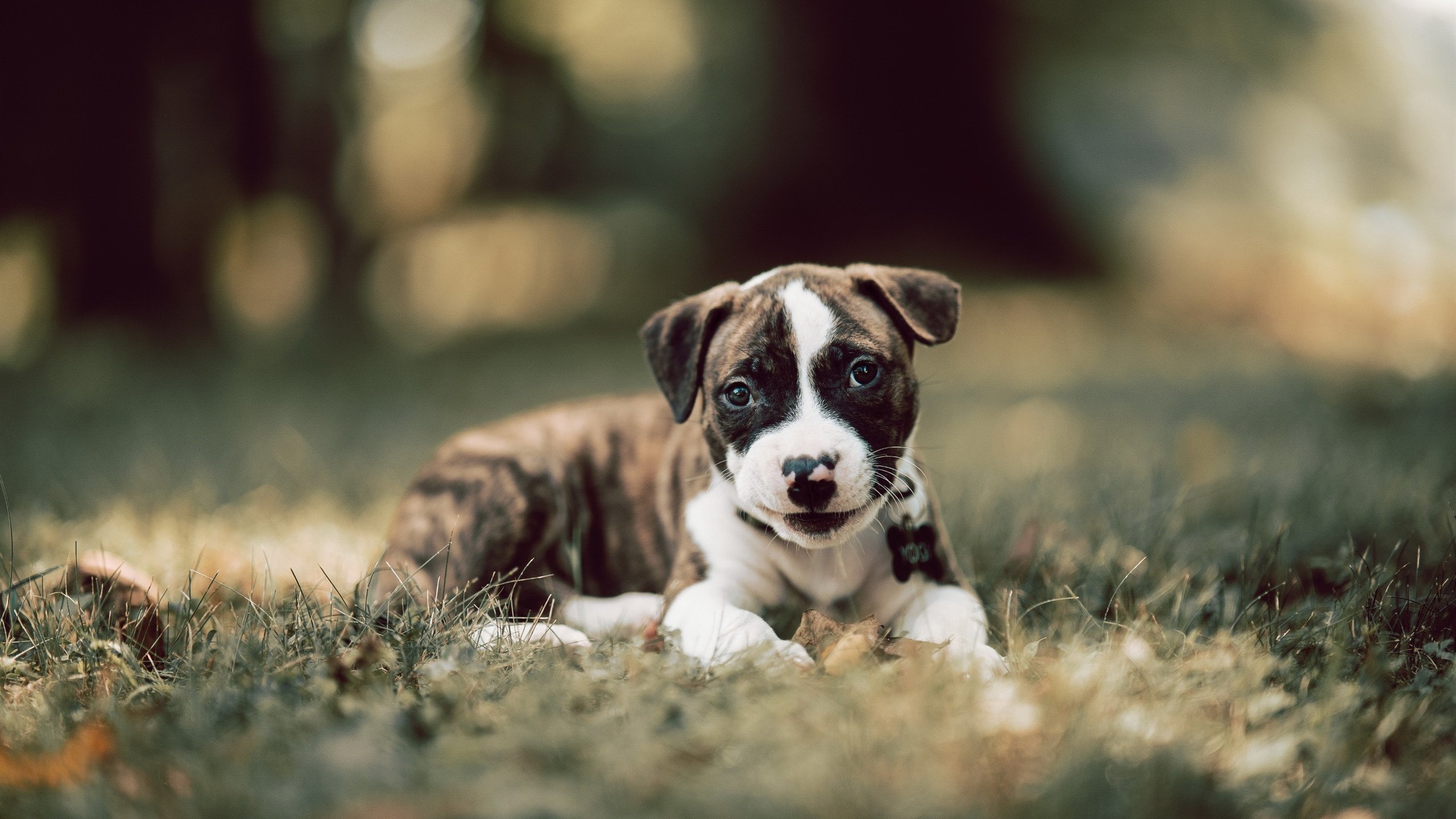 米兰体育-门兴格拉德巴赫通过中路渗透撕破防线