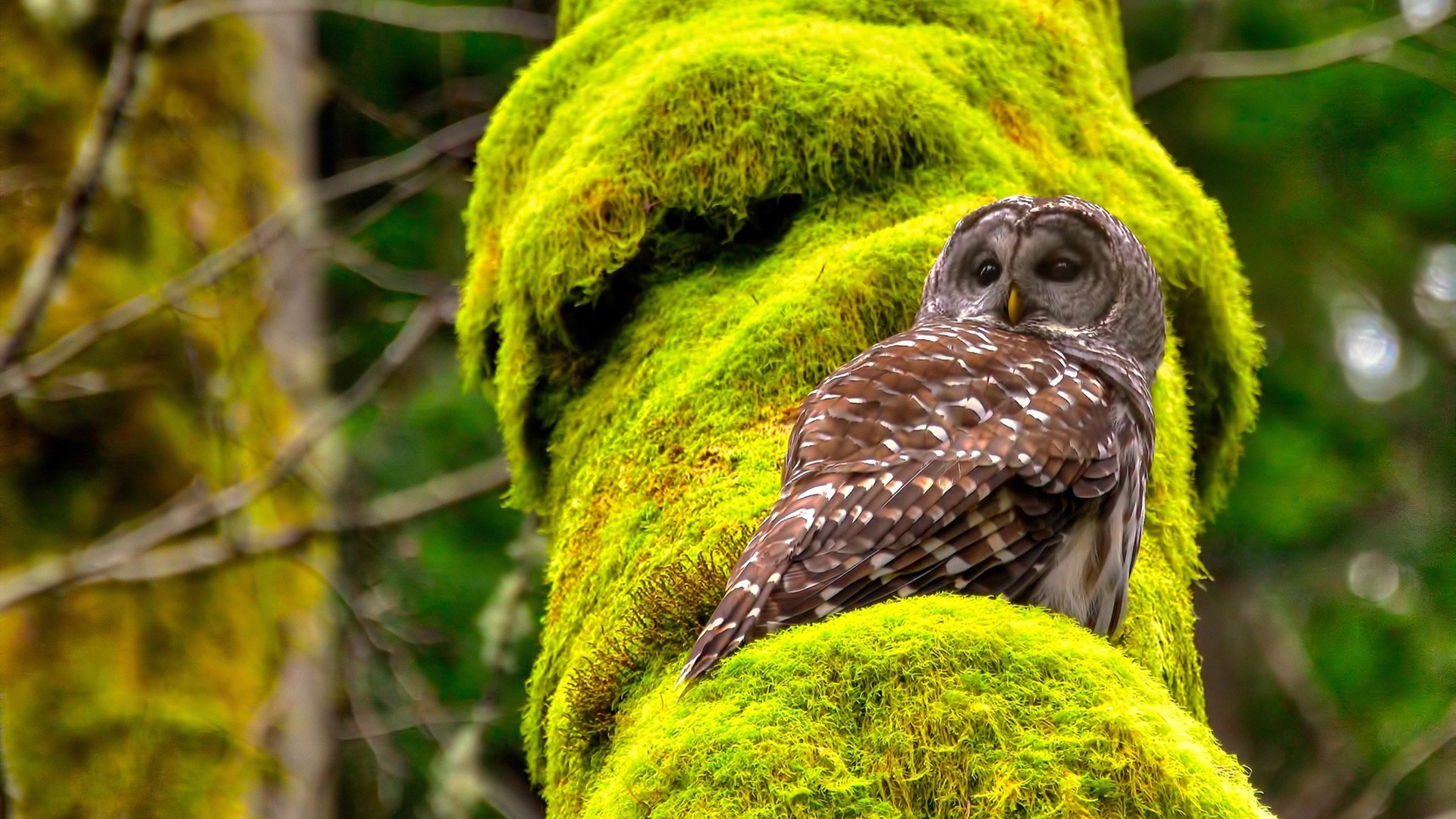 法甲变阵奇兵:战术多变引爆现场!,法甲变天