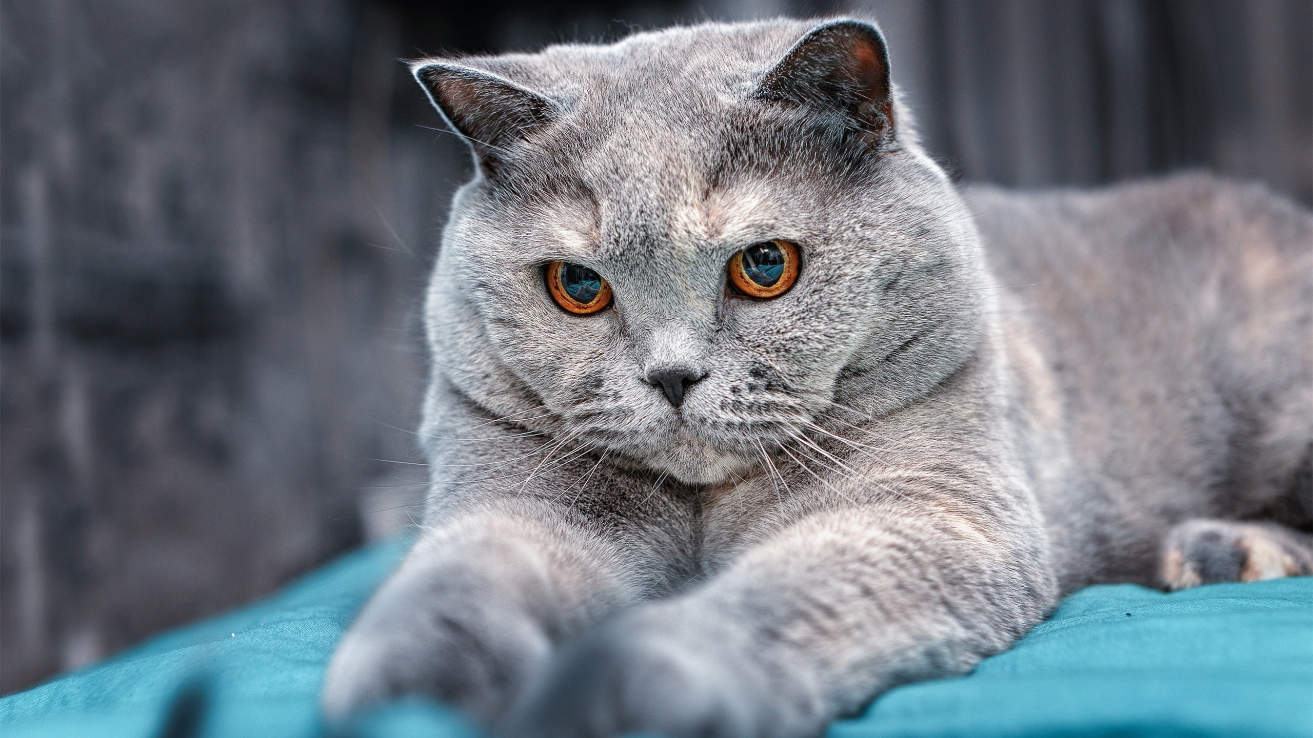 谢佩玲女子10米跳台决赛突破自我,谢佩伦个人简介