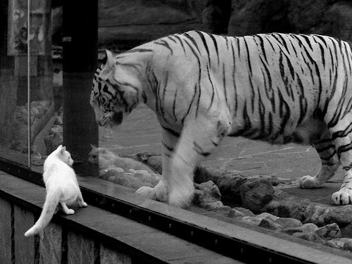 谢佩玲女子10米跳台决赛突破自我,谢佩伦个人简介