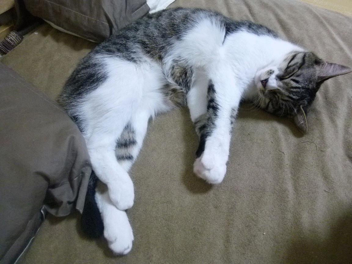 中国篮球文化在城市地标设计中的元素融合方式，中国篮球文化概述