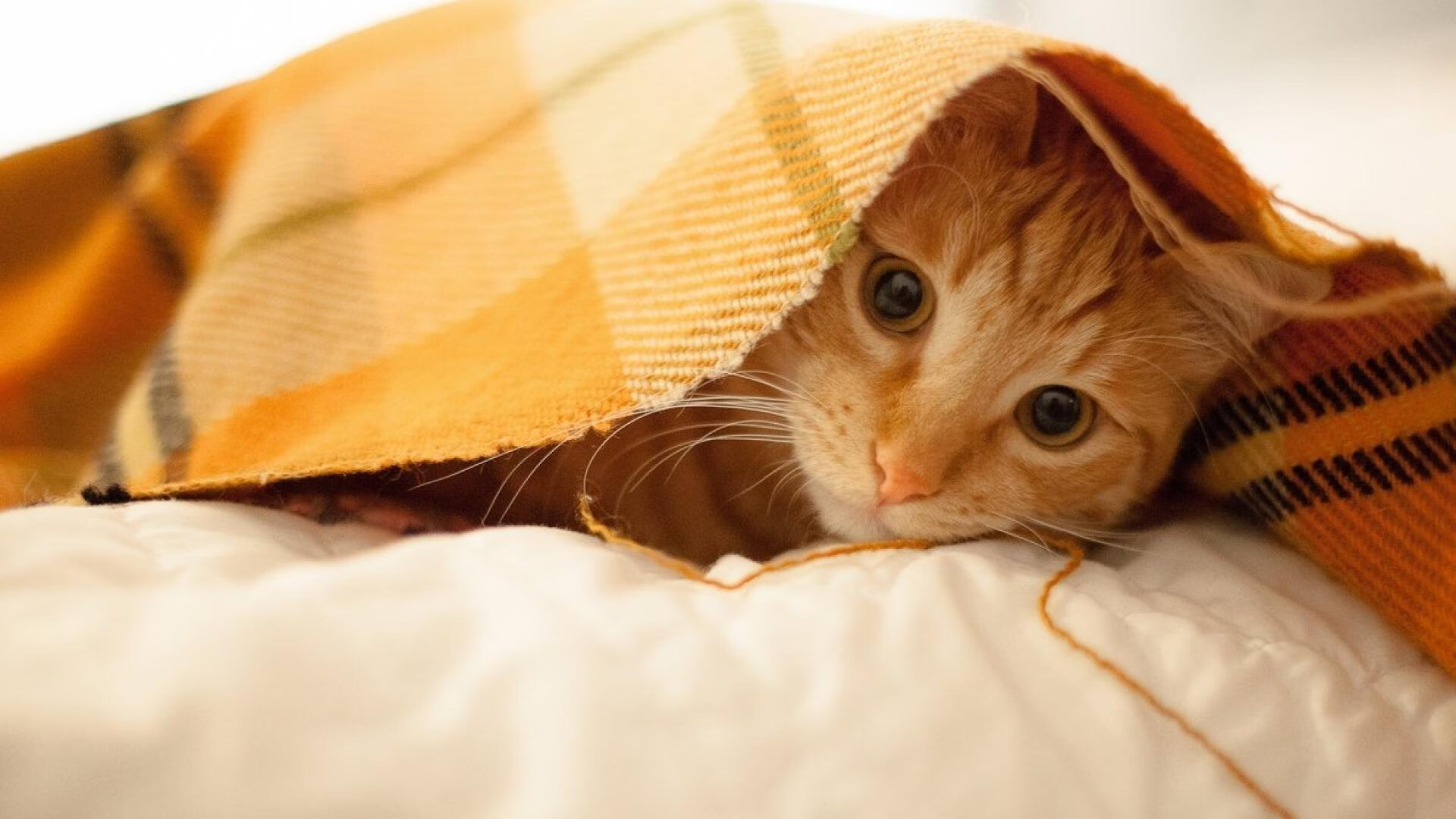 米兰体育-中国足球超级联赛的薪资结构揭秘，足球联赛薪资排行